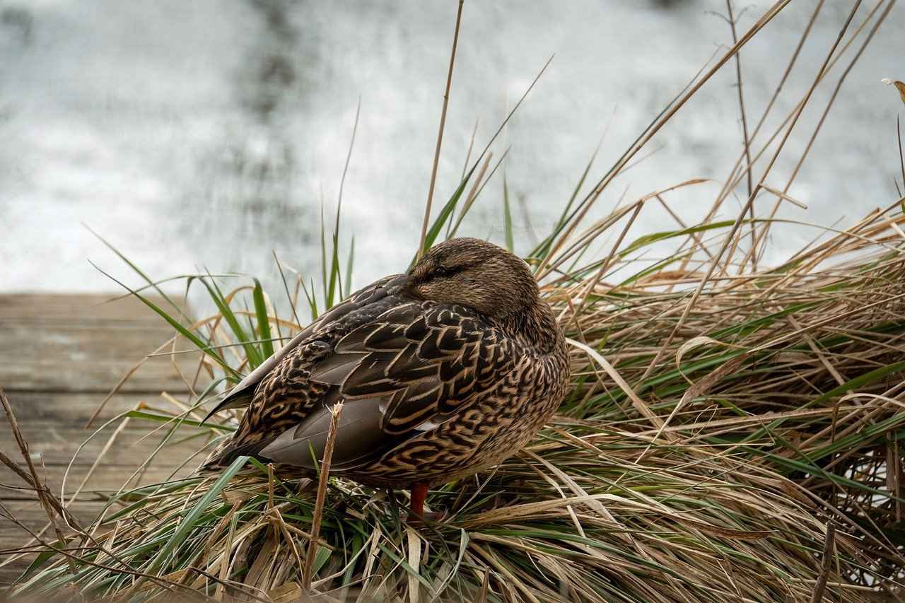 Bebekler İçin Hangi Nevresim Takımları Daha Güvenli? Bebekler İçin Hangi Nevresim Takımları Daha Güvenli?