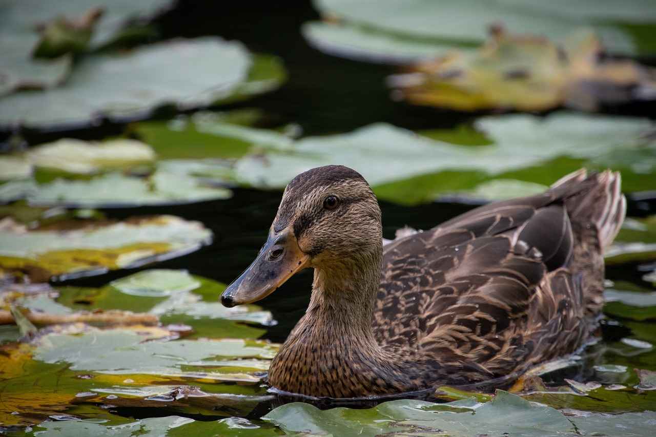 9. Çevre Dostu Seçenekler