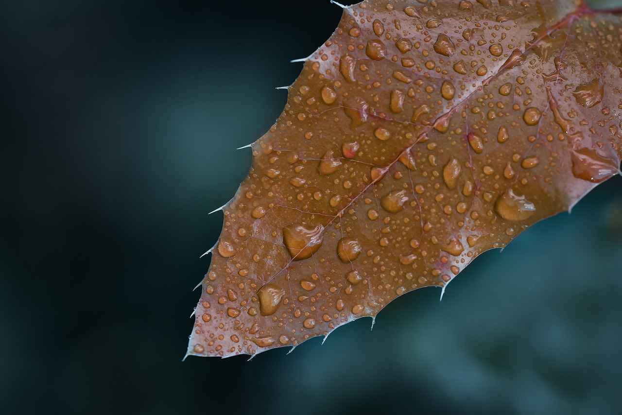 Doğal Pamuk Nevresimler: Avantajları ve Kullanım Alanları Doğal Pamuk Nevresimler: Avantajları ve Kullanım Alanları