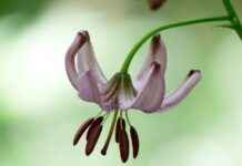 Geleneksel Türk Motifleri ile Süslenmiş Nevresimler Geleneksel Türk Motifleri ile Süslenmiş Nevresimler