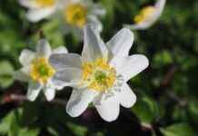 İpek Nevresimler ile Uyku Kalitenizi Artırın İpek Nevresimler ile Uyku Kalitenizi Artırın