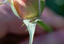 Koyu Renk Nevresimler İçin Temizlik ve Bakım Önerileri Koyu Renk Nevresimler İçin Temizlik ve Bakım Önerileri