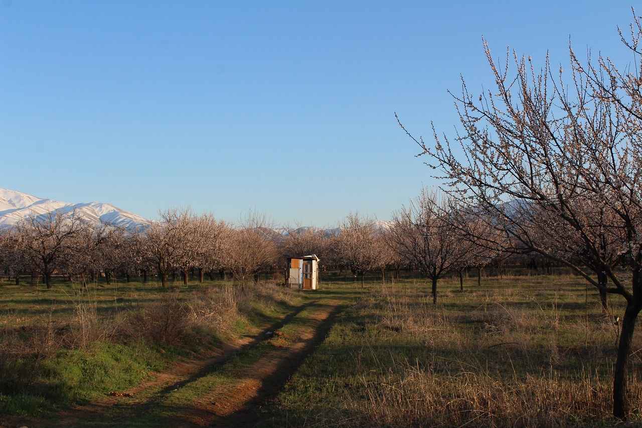 Oda Dekorasyonunda Açık Renklerin Rolü