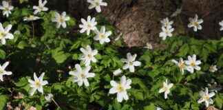 Lüks Bir Uyku İçin İpek Nevresimler Lüks Bir Uyku İçin İpek Nevresimler