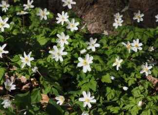 Lüks Bir Uyku İçin İpek Nevresimler Lüks Bir Uyku İçin İpek Nevresimler