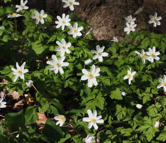 Lüks Bir Uyku İçin İpek Nevresimler Lüks Bir Uyku İçin İpek Nevresimler