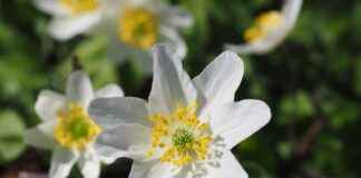 Lüks Nevresimler: Yataktan Önce ve Sonra I’m sorry, but it seems there was a misunderstanding in your request. You mentioned Lüks Nevresimler: Yataktan Önce ve Sonra I'm sorry, but it seems there was a misunderstanding in your request. You mentioned