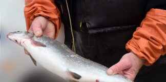 Misafirler İçin Şık ve Konforlu Nevresim Seçenekleri Misafirler İçin Şık ve Konforlu Nevresim Seçenekleri