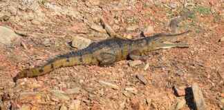 Nevresim Takımınızı Hangi Renk Perdelerle Kombinlemelisiniz? Nevresim Takımınızı Hangi Renk Perdelerle Kombinlemelisiniz?