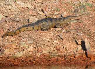 Nevresim Takımınızı Hangi Renk Perdelerle Kombinlemelisiniz? Nevresim Takımınızı Hangi Renk Perdelerle Kombinlemelisiniz?