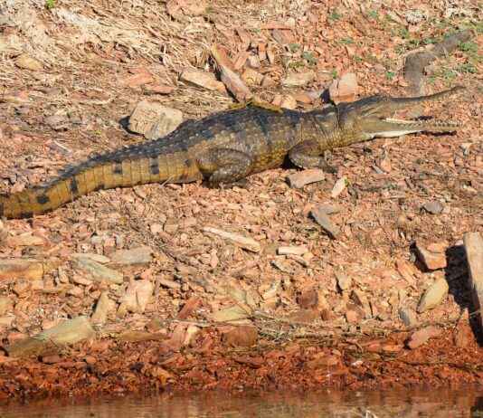 Nevresim Takımınızı Hangi Renk Perdelerle Kombinlemelisiniz? Nevresim Takımınızı Hangi Renk Perdelerle Kombinlemelisiniz?