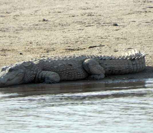 Nevresim Takımları İçin En Şık Kombin Önerileri Nevresim Takımları İçin En Şık Kombin Önerileri