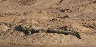 Nevresim Takımları Kaç Günde Bir Yıkanmalı? Nevresim Takımları Kaç Günde Bir Yıkanmalı?