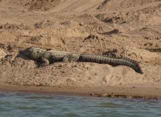 Nevresim Takımları Kaç Günde Bir Yıkanmalı? Nevresim Takımları Kaç Günde Bir Yıkanmalı?