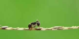 Popular Natural Materials in Bedding Sets Popular Natural Materials in Bedding Sets