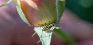 Nevresim Takımlarında Kullanılan Kumaşlar: Pamuk ve Diğer Seçenekler Nevresim Takımlarında Kullanılan Kumaşlar: Pamuk ve Diğer Seçenekler