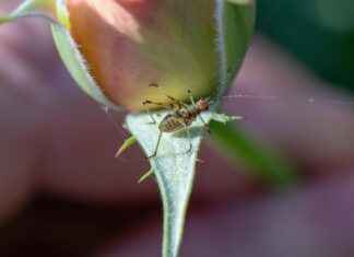 Nevresim Takımlarında Kullanılan Kumaşlar: Pamuk ve Diğer Seçenekler Nevresim Takımlarında Kullanılan Kumaşlar: Pamuk ve Diğer Seçenekler