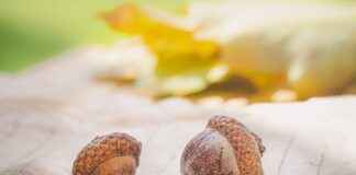 Organik Nevresimler ve Çevreye Katkıları Organik Nevresimler ve Çevreye Katkıları