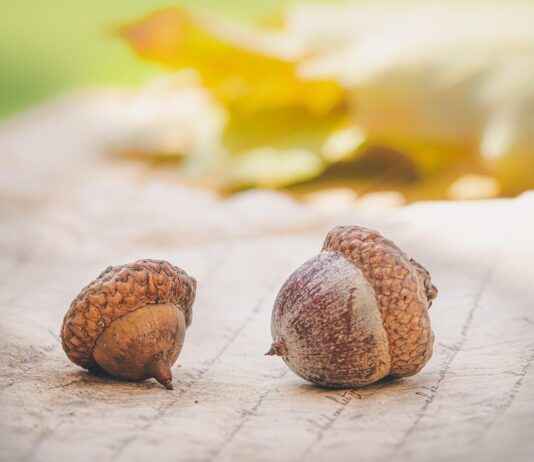 Organik Nevresimler ve Çevreye Katkıları Organik Nevresimler ve Çevreye Katkıları