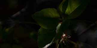 Sezonun En Trend Çiçekli Nevresim Modelleri Sezonun En Trend Çiçekli Nevresim Modelleri