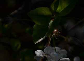Sezonun En Trend Çiçekli Nevresim Modelleri Sezonun En Trend Çiçekli Nevresim Modelleri