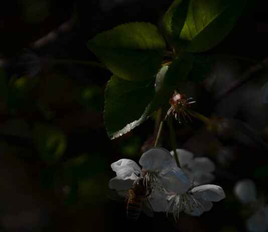 Sezonun En Trend Çiçekli Nevresim Modelleri Sezonun En Trend Çiçekli Nevresim Modelleri