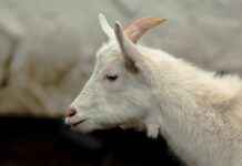 Şık Yatak Odaları İçin Farklı Nevresim Kombinleri Şık Yatak Odaları İçin Farklı Nevresim Kombinleri