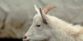 Şık Yatak Odaları İçin Farklı Nevresim Kombinleri Şık Yatak Odaları İçin Farklı Nevresim Kombinleri