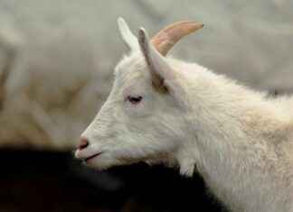 Şık Yatak Odaları İçin Farklı Nevresim Kombinleri Şık Yatak Odaları İçin Farklı Nevresim Kombinleri