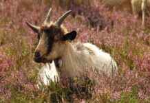 Yatak Odanız İçin Şık ve Kullanışlı Nevresim Setleri Yatak Odanız İçin Şık ve Kullanışlı Nevresim Setleri