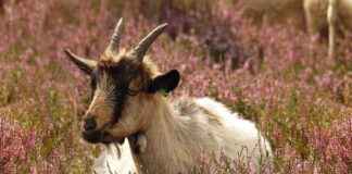 Yatak Odanız İçin Şık ve Kullanışlı Nevresim Setleri Yatak Odanız İçin Şık ve Kullanışlı Nevresim Setleri