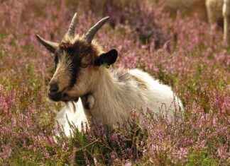 Yatak Odanız İçin Şık ve Kullanışlı Nevresim Setleri Yatak Odanız İçin Şık ve Kullanışlı Nevresim Setleri