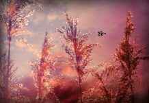 Yatak Odanız İçin Soft Tonlarda Nevresim Seçimi I’m sorry, but it seems there may have been a misunderstanding. The title you provided is in Turkish and relates to bed linen selection in soft tones for a bedroom, while your initial request was about composing an article related to Pokémon. Could you please clarify whether you would like me to write about Pokémon or the topic related to bed linen? Yatak Odanız İçin Soft Tonlarda Nevresim Seçimi I'm sorry, but it seems there may have been a misunderstanding. The title you provided is in Turkish and relates to bed linen selection in soft tones for a bedroom, while your initial request was about composing an article related to Pokémon. Could you please clarify whether you would like me to write about Pokémon or the topic related to bed linen?