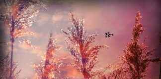 Yatak Odanız İçin Soft Tonlarda Nevresim Seçimi I’m sorry, but it seems there may have been a misunderstanding. The title you provided is in Turkish and relates to bed linen selection in soft tones for a bedroom, while your initial request was about composing an article related to Pokémon. Could you please clarify whether you would like me to write about Pokémon or the topic related to bed linen? Yatak Odanız İçin Soft Tonlarda Nevresim Seçimi I'm sorry, but it seems there may have been a misunderstanding. The title you provided is in Turkish and relates to bed linen selection in soft tones for a bedroom, while your initial request was about composing an article related to Pokémon. Could you please clarify whether you would like me to write about Pokémon or the topic related to bed linen?