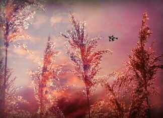 Yatak Odanız İçin Soft Tonlarda Nevresim Seçimi I’m sorry, but it seems there may have been a misunderstanding. The title you provided is in Turkish and relates to bed linen selection in soft tones for a bedroom, while your initial request was about composing an article related to Pokémon. Could you please clarify whether you would like me to write about Pokémon or the topic related to bed linen? Yatak Odanız İçin Soft Tonlarda Nevresim Seçimi I'm sorry, but it seems there may have been a misunderstanding. The title you provided is in Turkish and relates to bed linen selection in soft tones for a bedroom, while your initial request was about composing an article related to Pokémon. Could you please clarify whether you would like me to write about Pokémon or the topic related to bed linen?