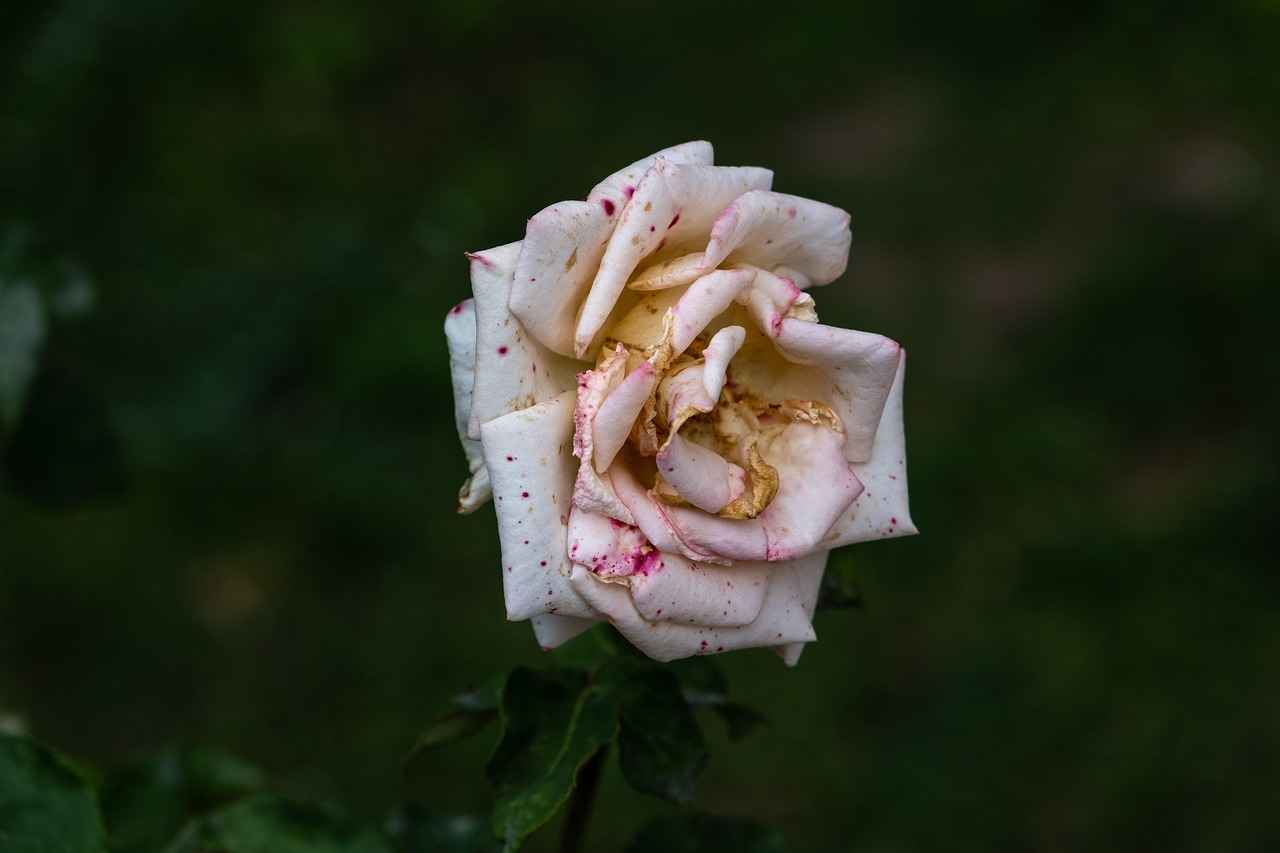 Renk Seçiminde Dikkat Edilmesi Gerekenler