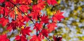 Yaz Aylarında Pamuk Nevresimler mi, Saten Nevresimler mi Daha Kullanışlı? Yaz Aylarında Pamuk Nevresimler mi, Saten Nevresimler mi Daha Kullanışlı?