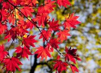 Yaz Aylarında Pamuk Nevresimler mi, Saten Nevresimler mi Daha Kullanışlı? Yaz Aylarında Pamuk Nevresimler mi, Saten Nevresimler mi Daha Kullanışlı?