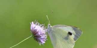 Yaz Mevsimi İçin Hafif ve Ferah Nevresimler Yaz Mevsimi İçin Hafif ve Ferah Nevresimler