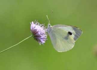 Yaz Mevsimi İçin Hafif ve Ferah Nevresimler Yaz Mevsimi İçin Hafif ve Ferah Nevresimler