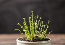 Evde Kendi Chia Tohumlarınızı Yetiştirin: Başlangıçtan Bitire Grow Your Own Chia Seeds at Home: From Start to Finish