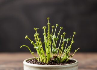 Evde Kendi Chia Tohumlarınızı Yetiştirin: Başlangıçtan Bitire Grow Your Own Chia Seeds at Home: From Start to Finish