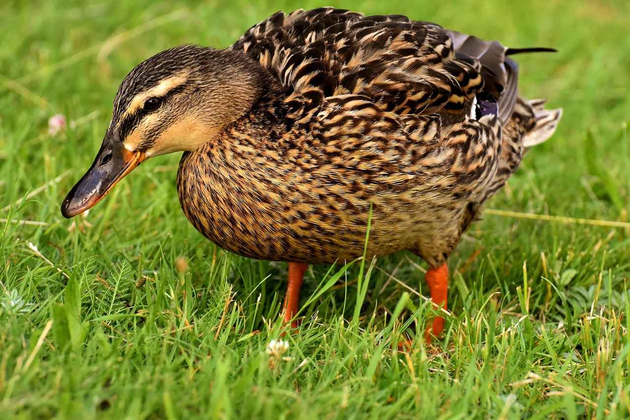 Popüler Antialerjik Nevresim Modelleri
