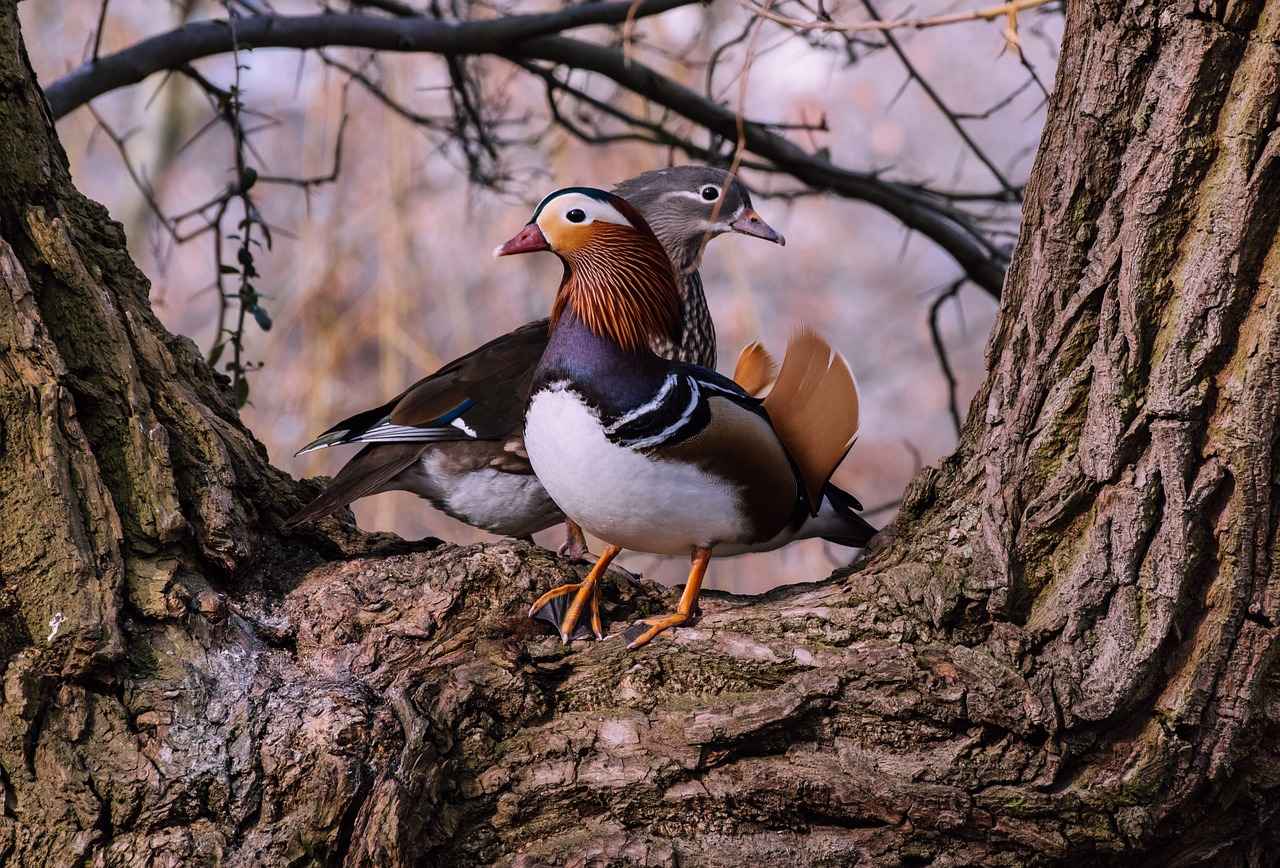 1. Nevresim Takımının Önemi