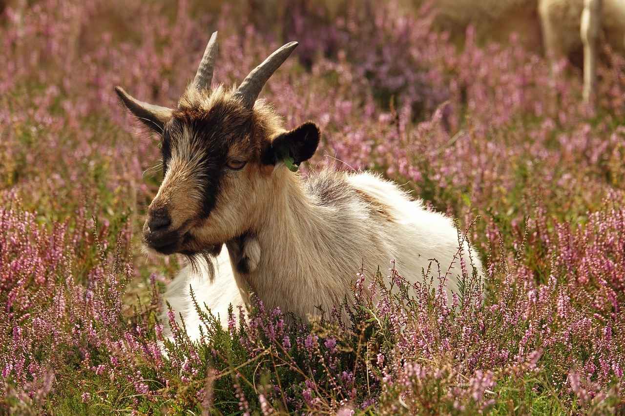 Sonuç: Yatak Odanızı Nasıl Canlandırabilirsiniz?