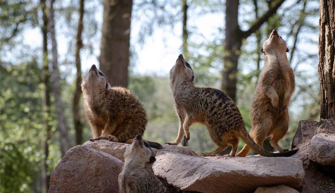 8. Desenli Nevresimlerin Mevsimsel Kullanımı
