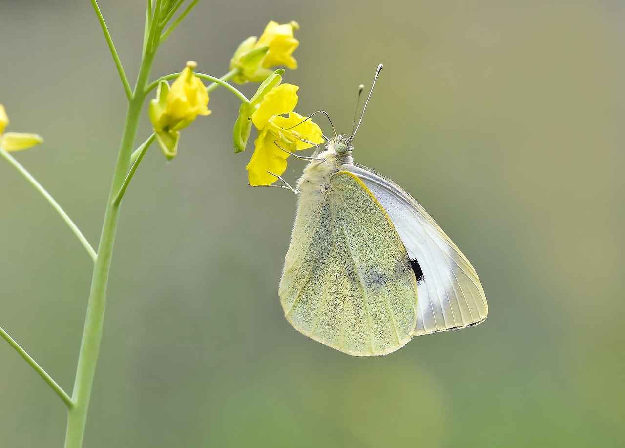 Doğal Pamuk Nevresimlerin Kullanım Alanları