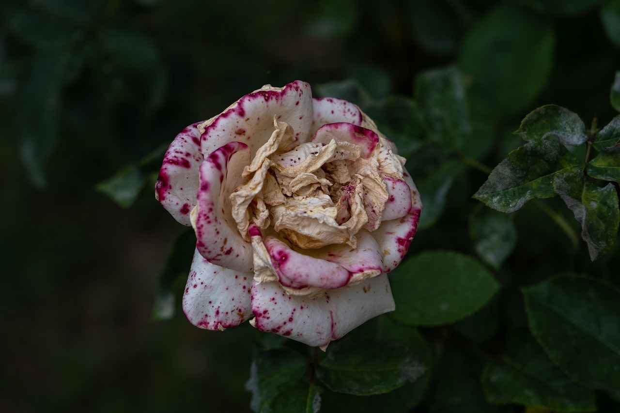 5. Renklerin Psikolojik Etkileri