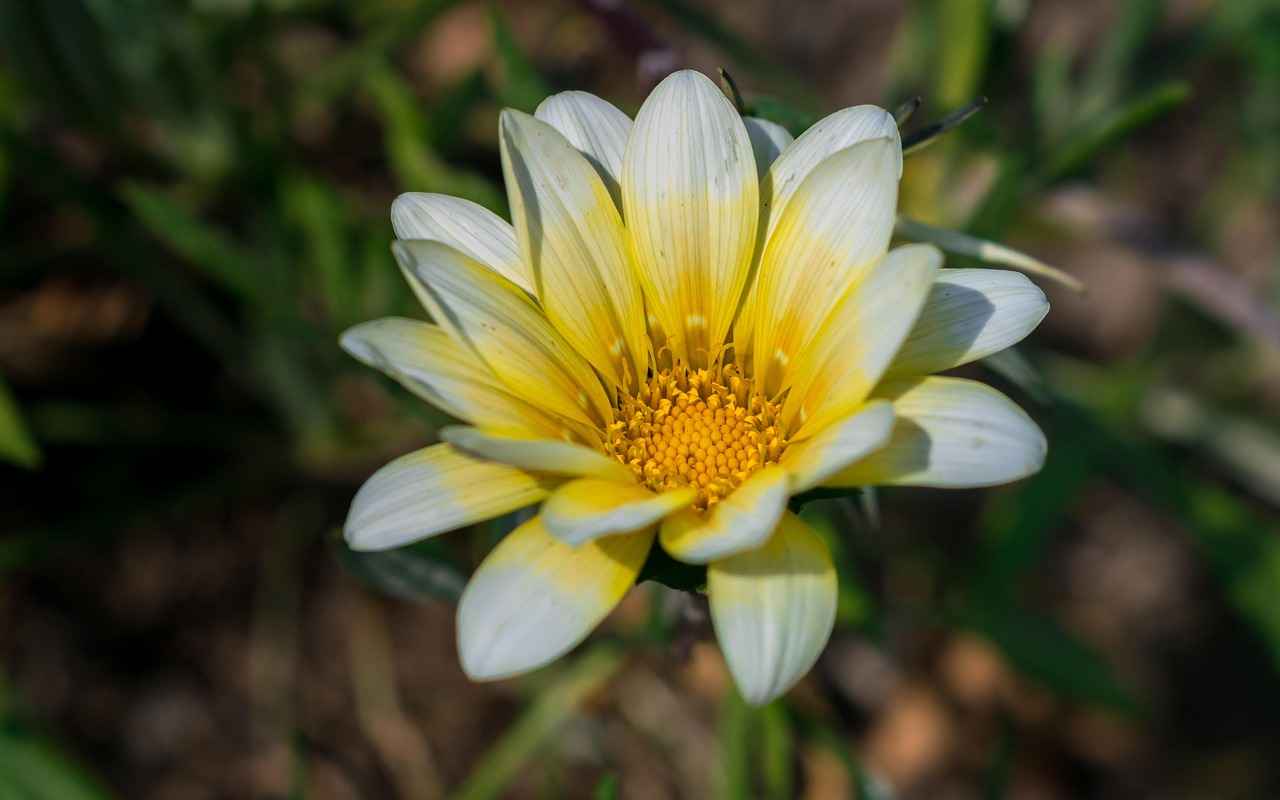 Renk ve Desen Seçenekleri