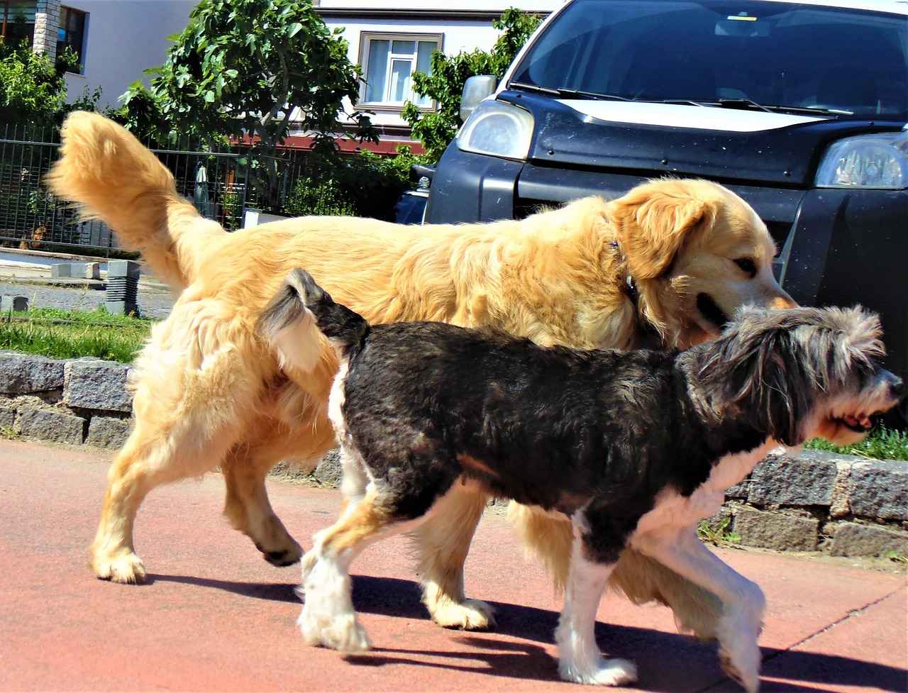 Evcil Hayvanlar İçin Özel Tasarımlar